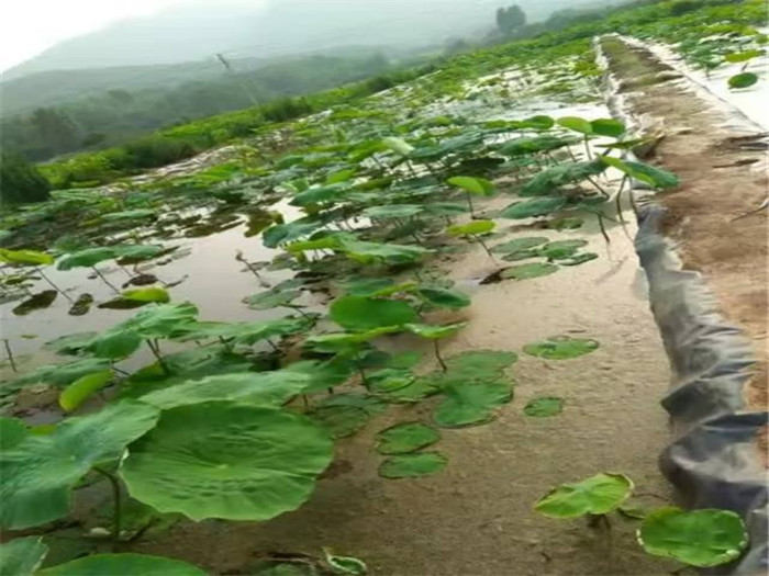 西藏HDPE防渗膜在养殖行业中发挥的作用？