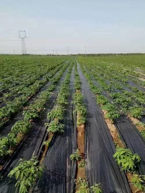 西藏编织土工布使用寿命多久?