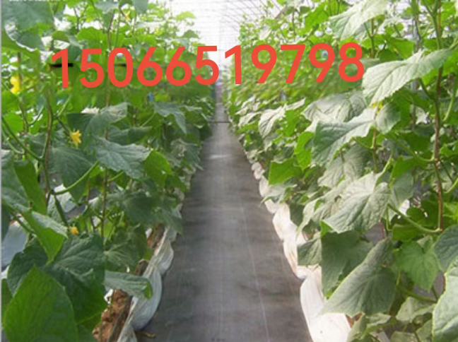 西藏防草布最新价格多少钱?